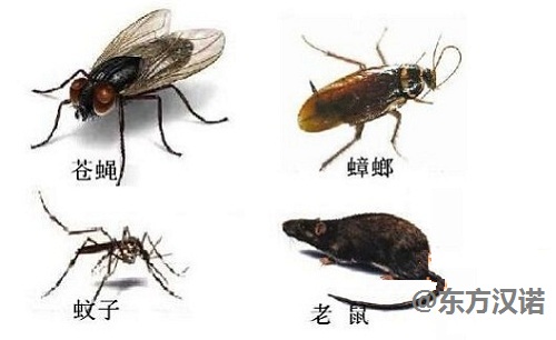 灭老鼠灭蚊灭蟑螂灭蚂蚁家庭常见害虫的防治方法(图1)