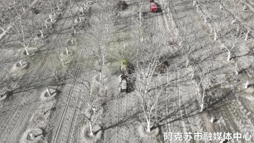 阿克苏市：做好病虫害防治提产提质促增收(图1)