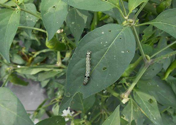 100%灭杀50多种害虫还能持效20天！掌握这款配方就够了(图1)