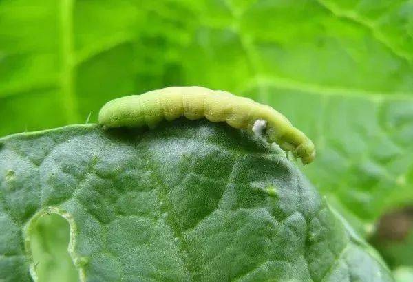 100%灭杀50多种害虫还能持效20天！掌握这款配方就够了(图2)