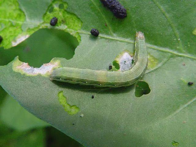 100%灭杀50多种害虫还能持效20天！掌握这款配方就够了(图3)