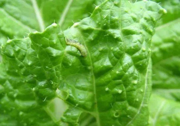 100%灭杀50多种害虫还能持效20天！掌握这款配方就够了(图4)