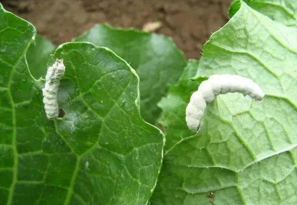 100%灭杀50多种害虫还能持效20天！掌握这款配方就够了(图6)