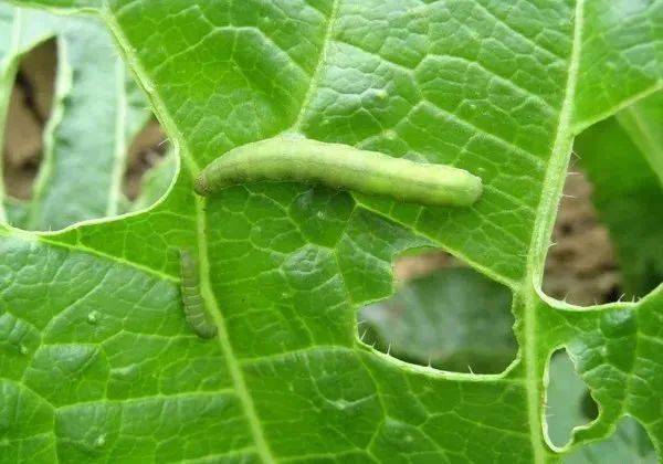 100%灭杀50多种害虫还能持效20天！掌握这款配方就够了(图5)