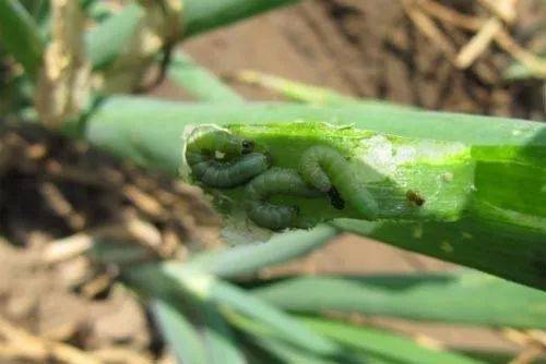 100%灭杀50多种害虫还能持效20天！掌握这款配方就够了(图7)