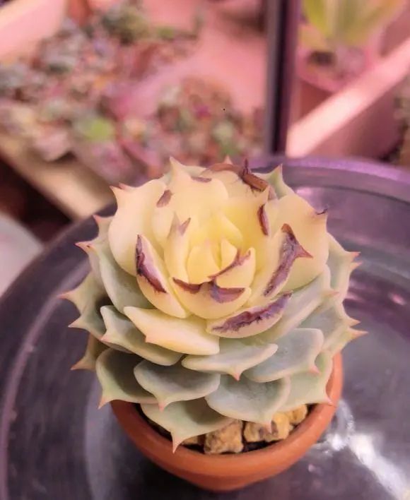 家庭养花虫害经常有杀虫3大招杀灭一切虫害很管用(图1)