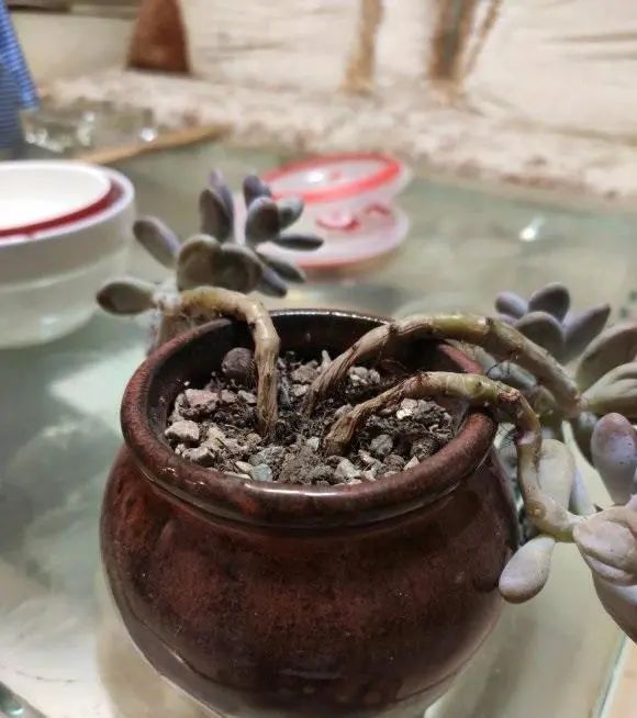 家庭养花虫害经常有杀虫3大招杀灭一切虫害很管用(图2)