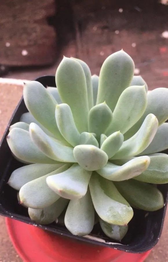 家庭养花虫害经常有杀虫3大招杀灭一切虫害很管用(图4)