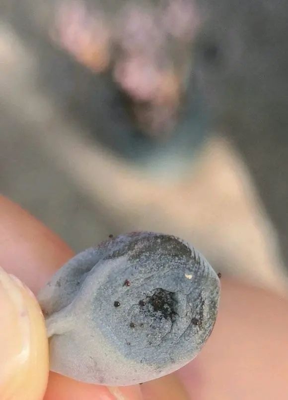 家庭养花虫害经常有杀虫3大招杀灭一切虫害很管用(图3)