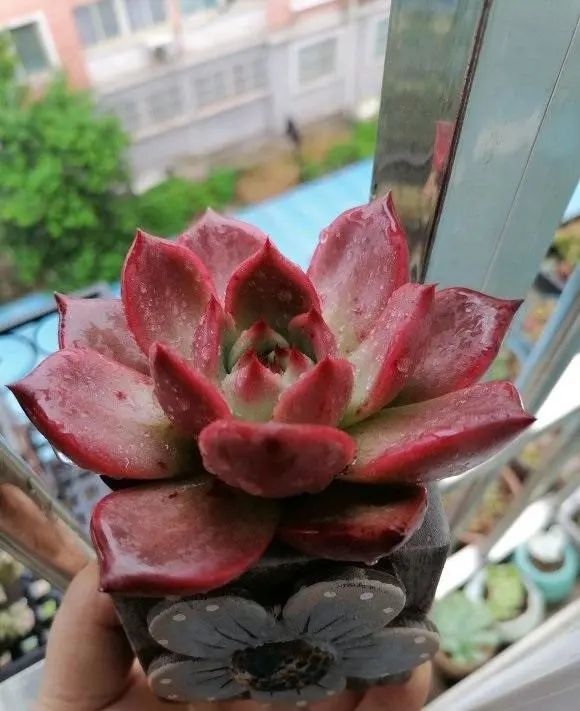 家庭养花虫害经常有杀虫3大招杀灭一切虫害很管用(图6)