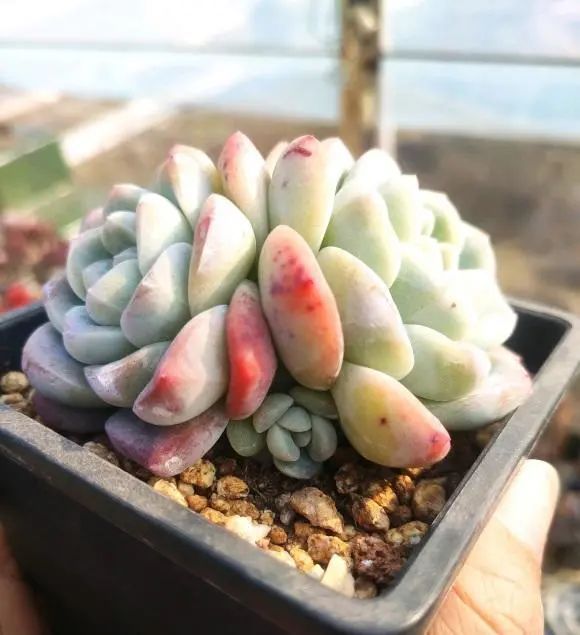 家庭养花虫害经常有杀虫3大招杀灭一切虫害很管用(图5)