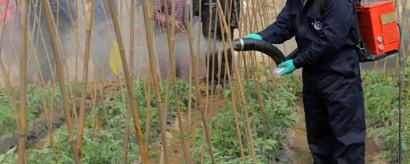 喹硫磷主要杀什么虫可灭杀水稻害虫、蔬菜害虫、棉花等(图1)