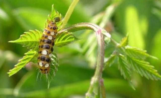 谁还用杀虫剂灭害虫？教你二招轻轻一喷害虫不再有(图1)