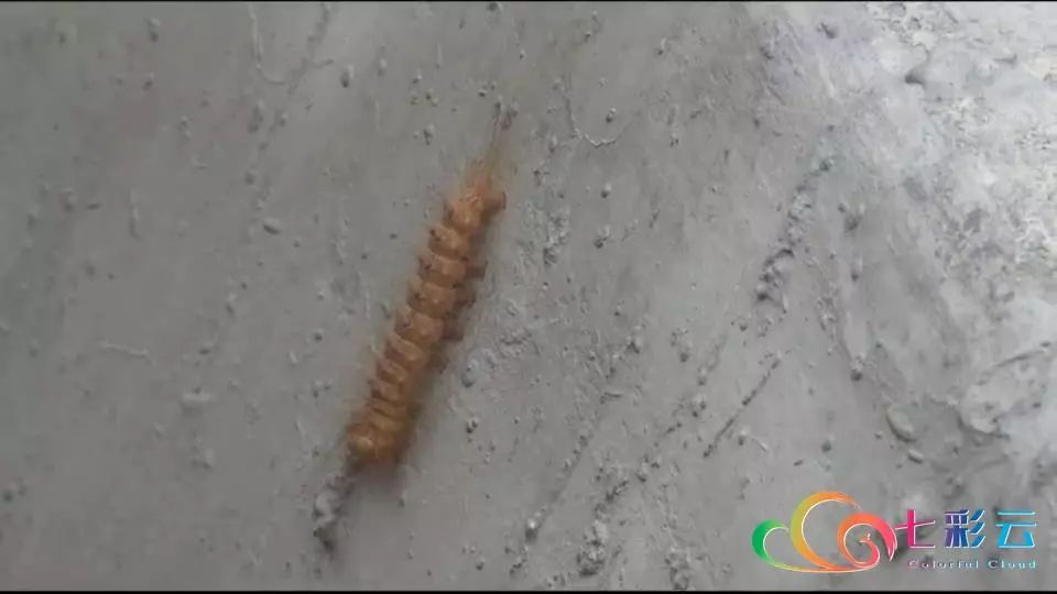 “害虫”来袭！咋办？——灭了！(图5)