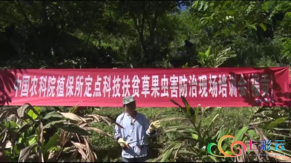 “害虫”来袭！咋办？——灭了！(图8)