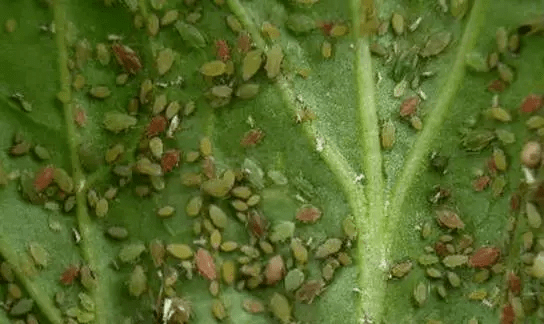 绝了！9种常用农药大部分蔬菜病虫害都能防！(图1)