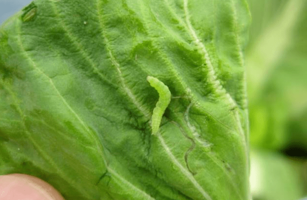 绝了！9种常用农药大部分蔬菜病虫害都能防！(图2)