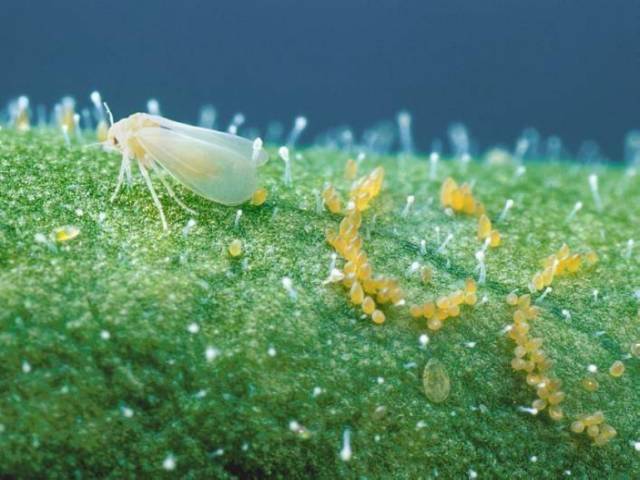 绝了！9种常用农药大部分蔬菜病虫害都能防！(图5)