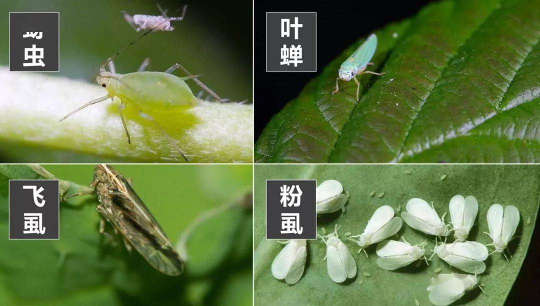 绝了！9种常用农药大部分蔬菜病虫害都能防！(图4)