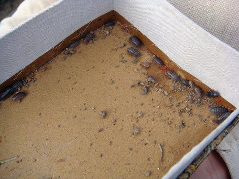 消灭潮虫的最有效方法(图4)