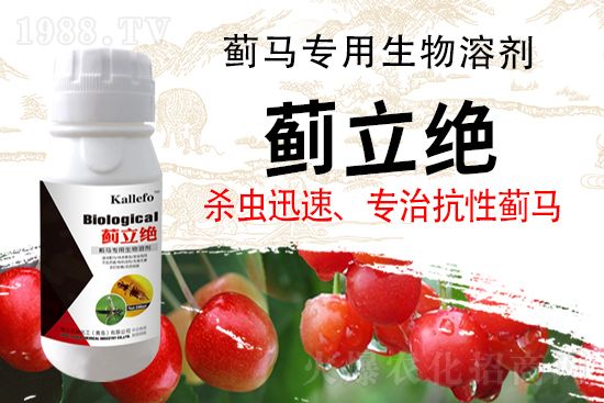 抗性蓟马怎样快速灭杀？蓟马专用药！杀虫迅速！解救重灾区！(图1)