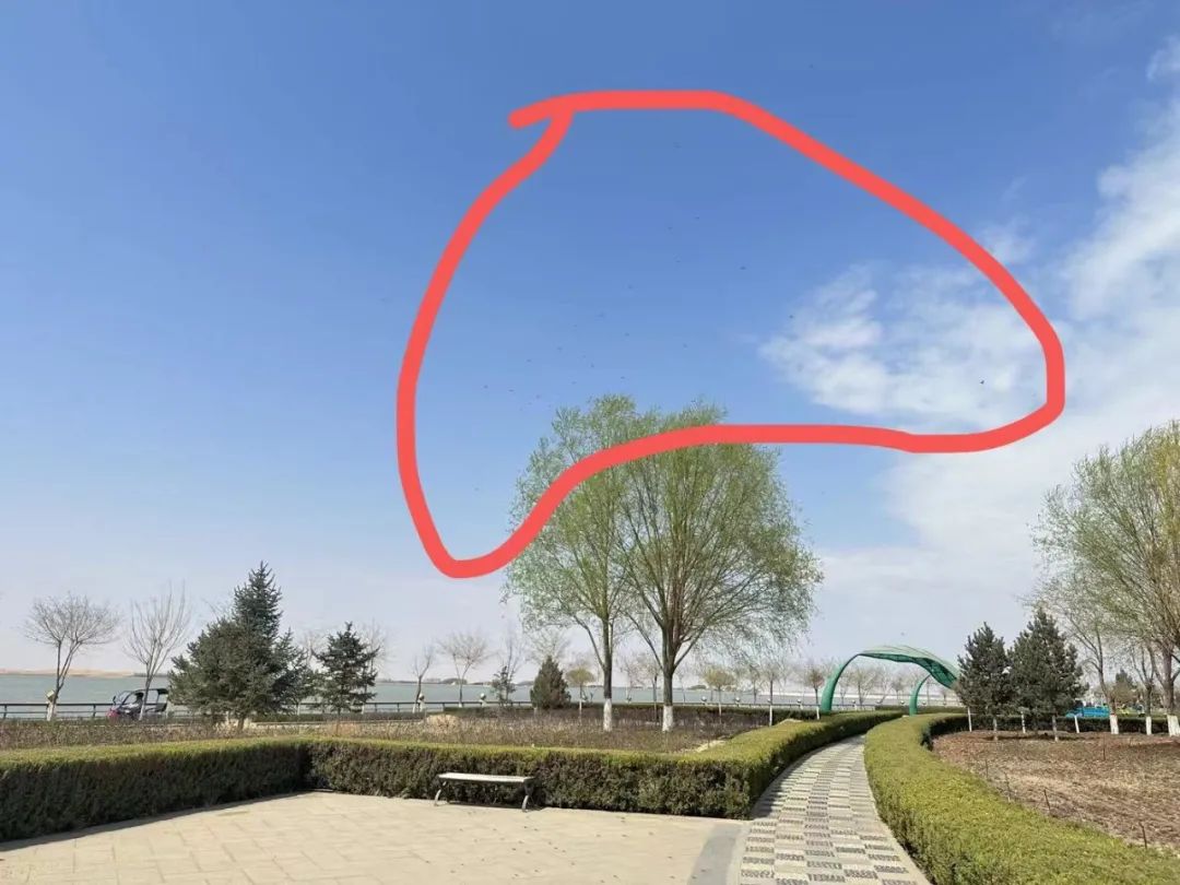 注意！乌海这些“黑飞虫”(图1)