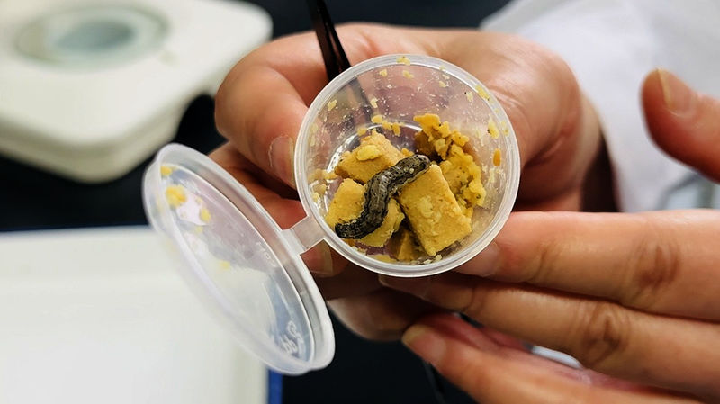 春播计划·科技助农专家访谈｜防治草地贪夜蛾七点技巧很关键(图1)