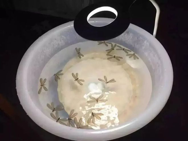 上海人崩溃：又开始了！头皮发麻、苦不堪言有人无奈：花了上万还是没消灭提醒→(图1)