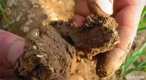 常见40种杀虫剂防治对象汇总(图2)