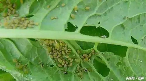 常见40种杀虫剂防治对象汇总(图4)