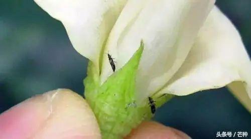 常见40种杀虫剂防治对象汇总(图1)