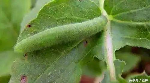 常见40种杀虫剂防治对象汇总(图6)