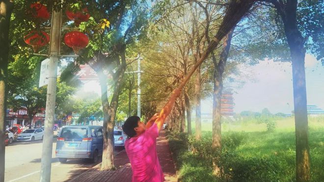 相关部门已展开灭杀！信阳市区茶韵路行道树虫害得到治理(图1)