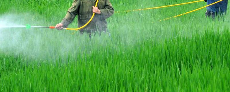 呋虫胺的灭杀对象可防治粉虱、飞虱、蚜虫等害虫(图1)