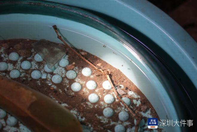 深圳一小区蚊虫密度严重超标蚊虫孳生地多物管被责令改正(图1)
