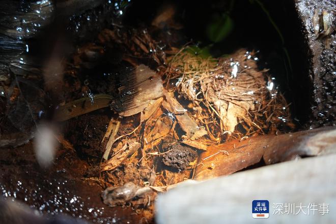 深圳一小区蚊虫密度严重超标蚊虫孳生地多物管被责令改正(图3)