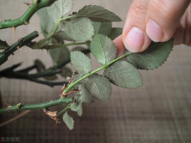 红蜘蛛总是杀不死老农教你5个方法轻松灭杀！(图4)