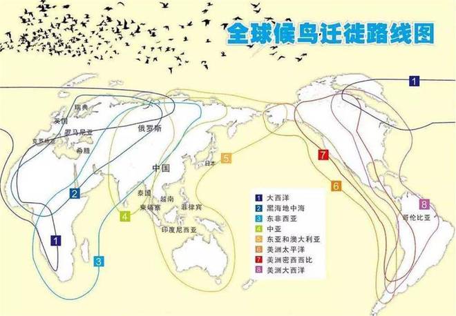 为什么燕子的数量急剧减少？因为它们面临着和人类一样的困境(图11)