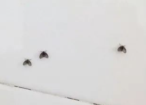 远看像苍蝇近看像飞蛾？这种生物你肯定见过(图1)