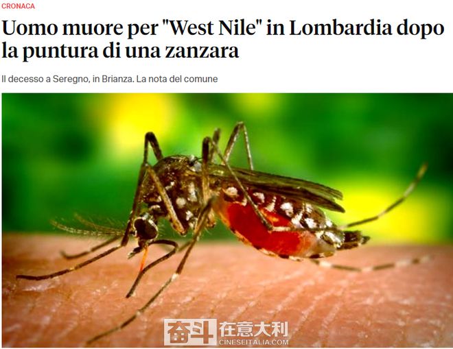 伦巴第一男子被蚊虫叮咬后死亡当局展开大面积消杀工作(图1)