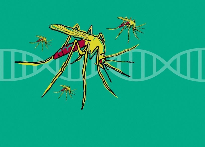 在海南如何防蚊灭蚊？这份宝典请收好(图1)