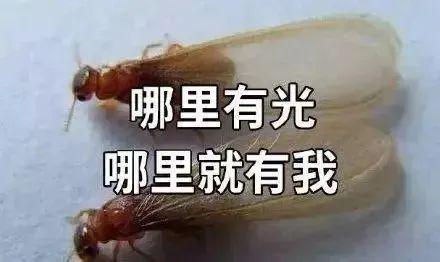 今天仍有雷雨！近期大量出现广州人请关好门窗→(图2)