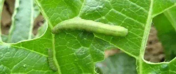 害虫通杀这个配方1天死虫率可达90%以上！(图1)