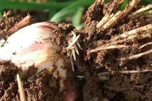害虫通杀这个配方1天死虫率可达90%以上！(图3)