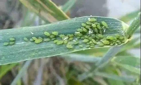 害虫通杀这个配方1天死虫率可达90%以上！(图2)
