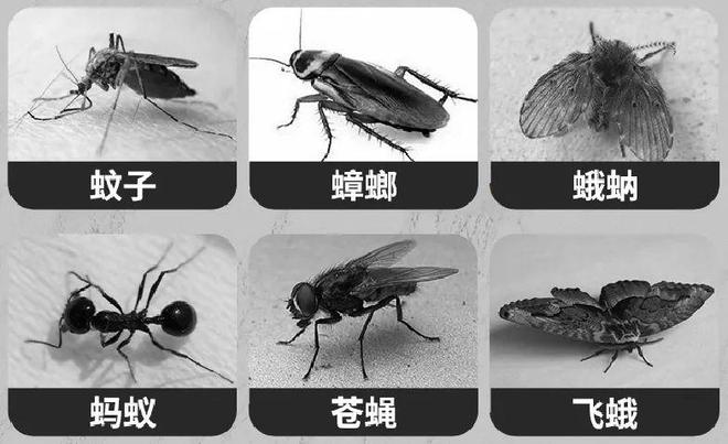 全家害虫一网打尽！澳洲进口AIRUSH捕虫盒除虫率9999%长效守护天然植萃配方温和安全(图7)