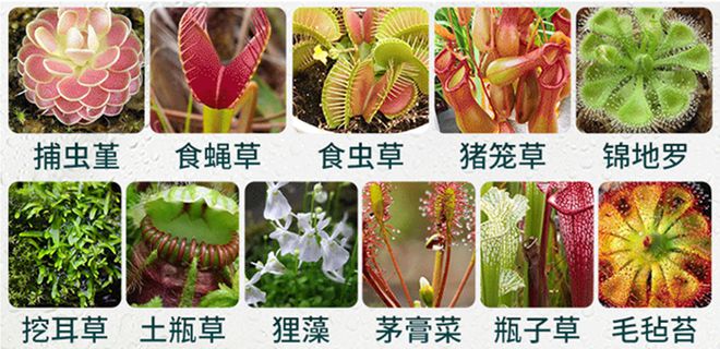 全家害虫一网打尽！澳洲进口AIRUSH捕虫盒除虫率9999%长效守护天然植萃配方温和安全(图13)