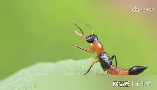 千万别拍！“飞行的硫酸”即将进入活跃期有人中招脖子烂了一圈(图24)