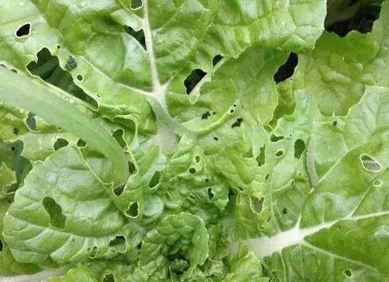 10个杀虫用药配方看完果断收藏！对付害虫足够用了！！(图1)
