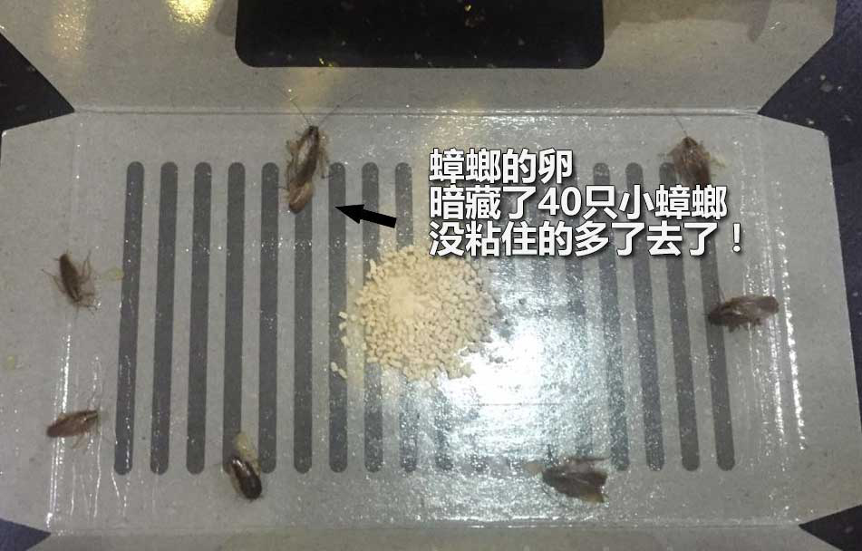 家中墙角用这一物喷一喷蟑螂死光光！非常实用(图3)
